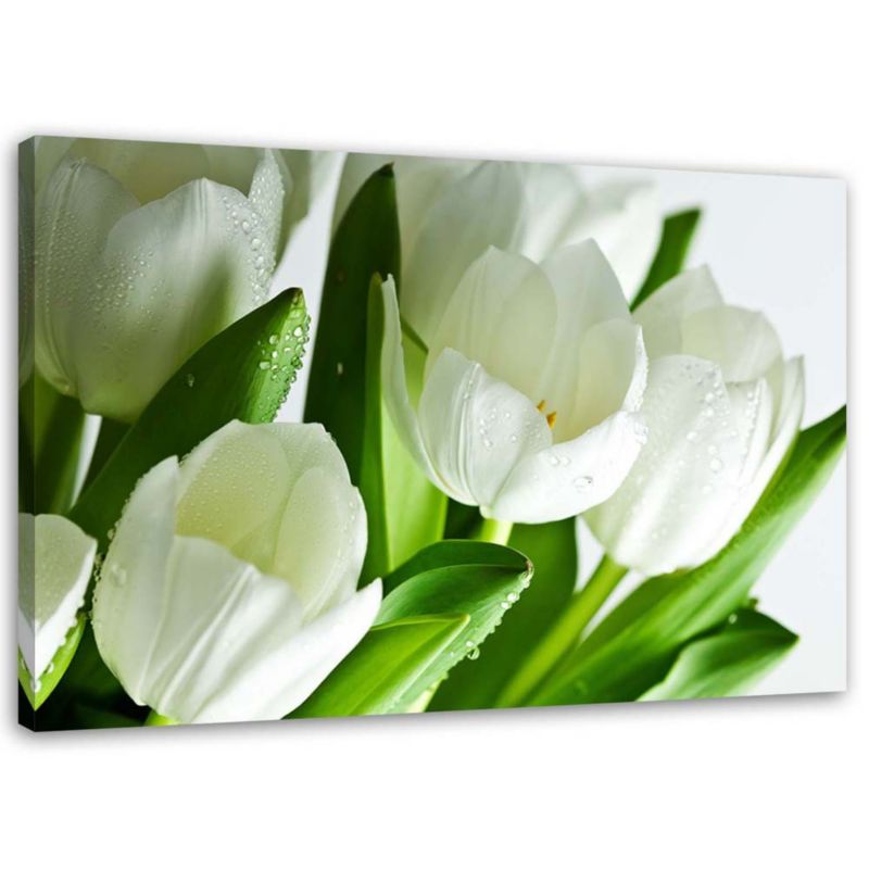 Obraz do salonu kuchni Feeby Białe tulipany 120x80cm 1szt