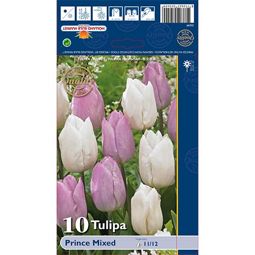 Tulipan Prince, mix kolorw - Cebule: Ilość w opakowaniu: 10 szt. - GradinaMax