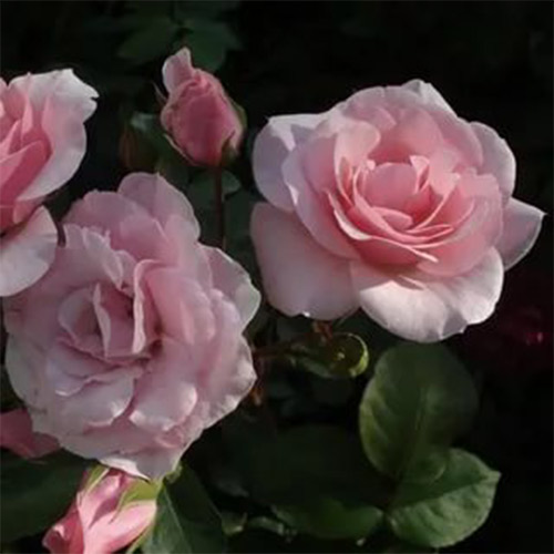 1 sadz, Róża bukietowa Diademe Rose - Sadzonki: Ilość w opakowaniu: 1 sadz