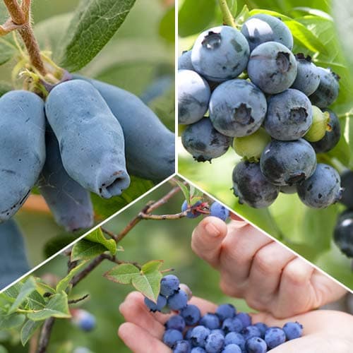 Super oferta! Zestaw Jagodowe Słodkości, 3 sadzonki - Sadzonki: Ilość w opakowaniu: 3 sadz - GradinaMax