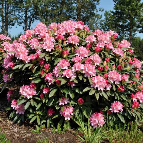 1 buc, Rhododendron Fantasy - Răsaduri: Mod de ambalare: 1 buc