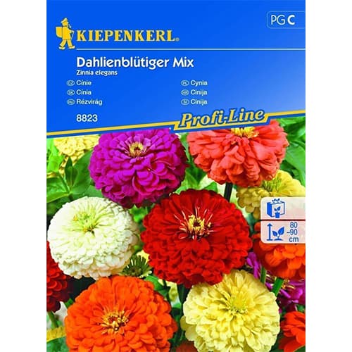 1 pac, Zinnia (Cârciumăreasă) tip dalie, mix multicolor - Semințe: Mod de ambalare: 1 pac