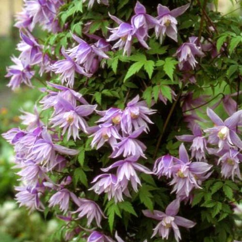 1 buc, Clematis Violet Pink - Răsaduri: Mod de ambalare: 1 buc