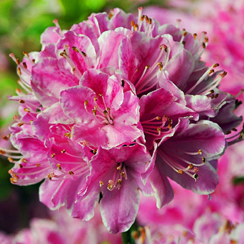 1 buc, Rhododendron Kermesina Rose - : Mod de ambalare: 1 buc