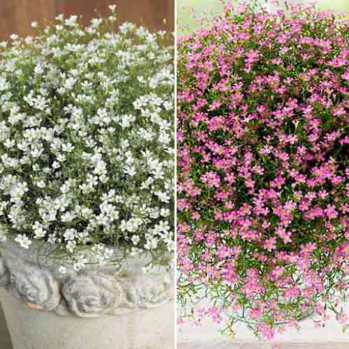 4 buc, Ofertă specială! Floarea miresei (Gypsophila), set de 2 soiuri - Bulbi: Mod de ambalare: 4 buc