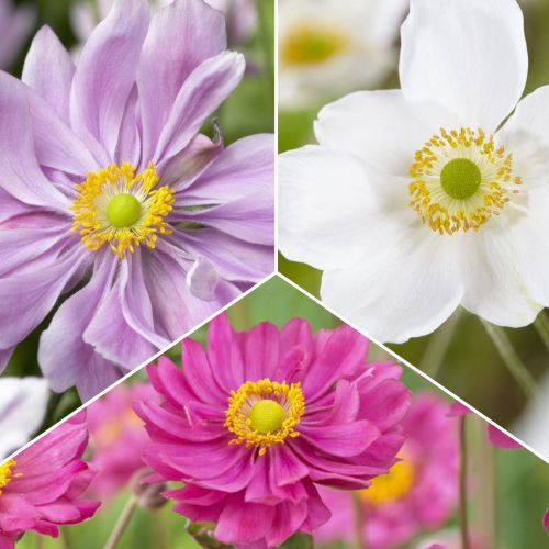 3 buc, Ofertă specială! Anemone, set de 3 soiuri - Bulbi: Mod de ambalare: 3 buc