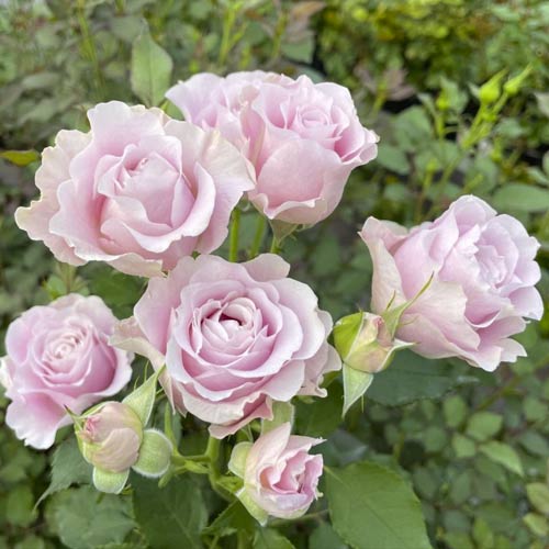 1 buc, Trandafir floribunda Pink Ruf, С5 - Răsaduri: Mod de ambalare: 1 buc