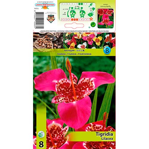 8 buc, Tigridia Lilacea - Bulbi: Mod de ambalare: 8 buc