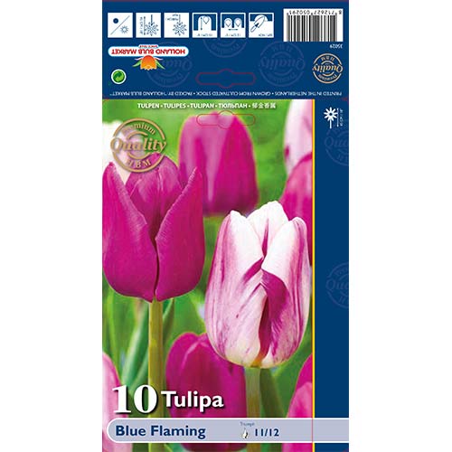 10 buc, Lalele Blue Flaming mix multicolor - Bulbi: Mod de ambalare: 10 buc