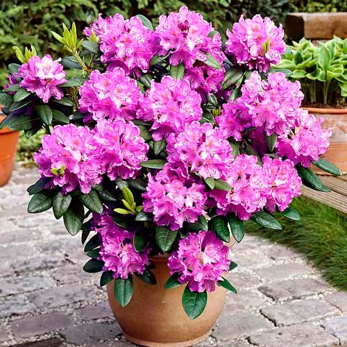 1 buc, Rhododendron Amethyst - : Mod de ambalare: 1 buc