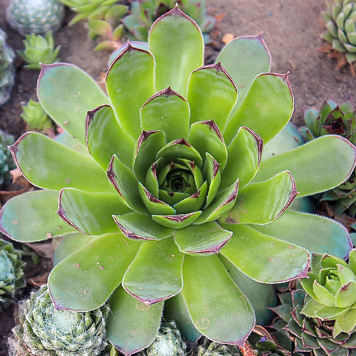 1 buc, Sempervivum (Urechelniță) Mahogany - Răsaduri: Mod de ambalare: 1 buc