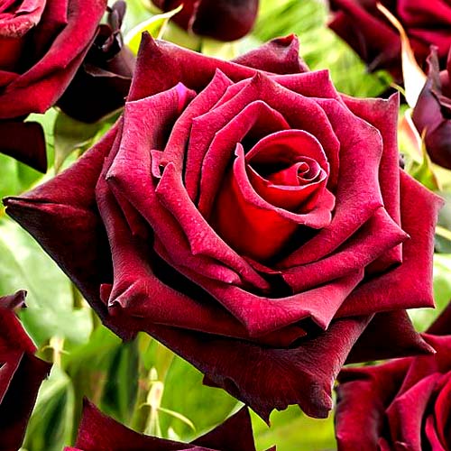 1 buc, Trandafir teahibrid Black Baccara - Butași: Mod de ambalare: 1 buc