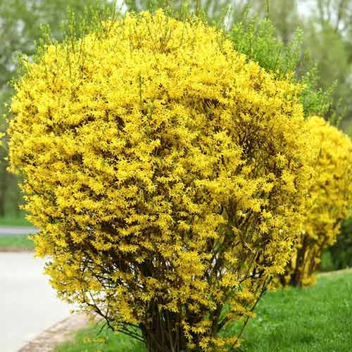 0 buc, Forsythia Goldzauber - Răsaduri: Mod de ambalare: 0 buc