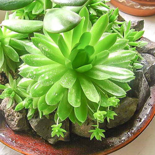 1 buc, Sempervivum (Urechelniță) Alabaster - Răsaduri: Mod de ambalare: 1 buc