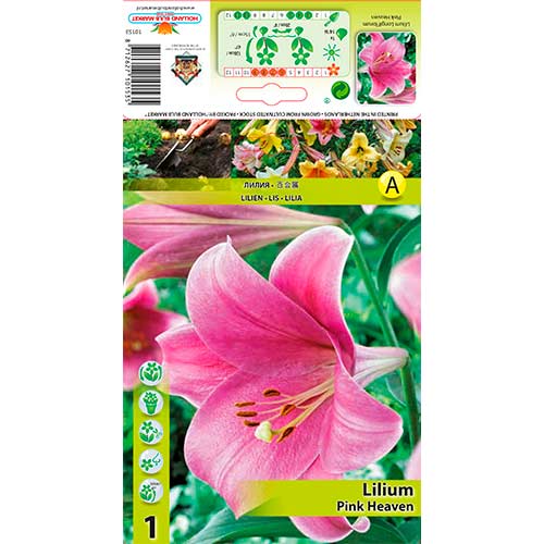 1 cib, Lilie Pink Heaven - : Monžstvo balíkov: 1 cib