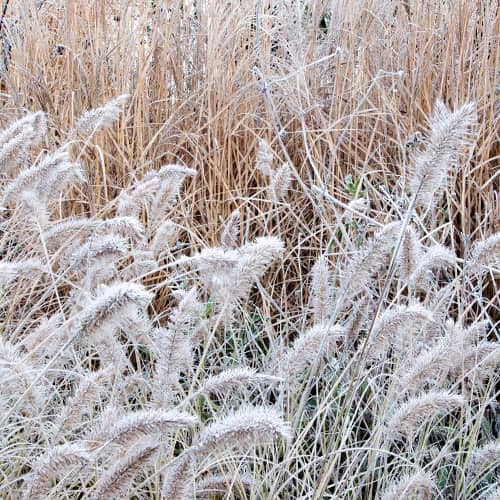 1 saz, Pennisetum Little Bunny - : Monžstvo balíkov: 1 saz