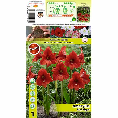 1 cib, Amarylka Red Tiger - : Monžstvo balíkov: 1 cib