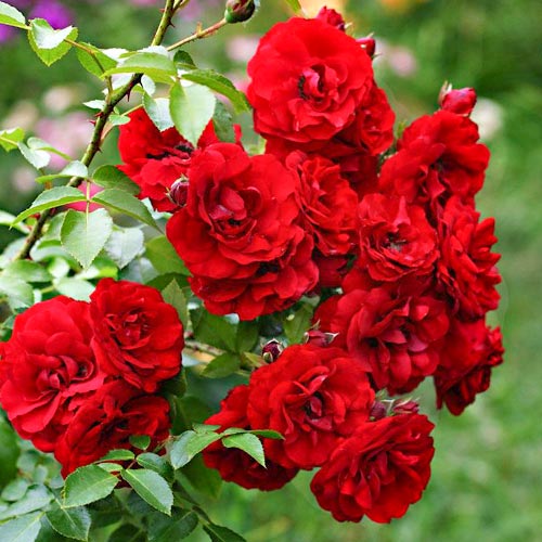 1 saz, Růže floribunda Little Buckaroo - : Monžstvo balíkov: 1 saz