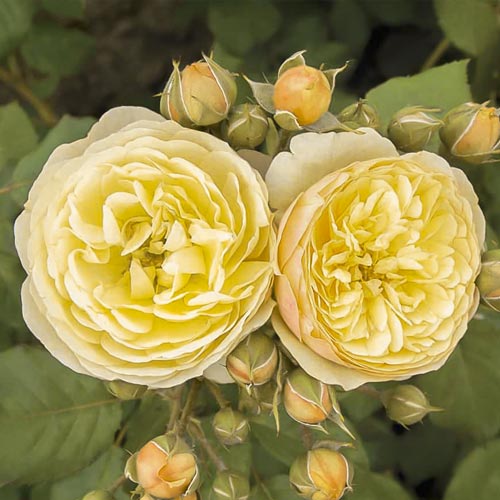 1 saz, Růže floribunda Citronchello , С3 - : Monžstvo balíkov: 1 saz