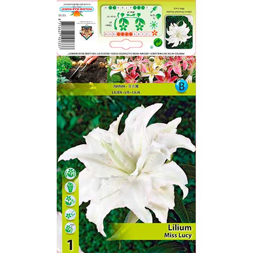 1 cib, Lilie orientální Miss Lucy - : Monžstvo balíkov: 1 cib