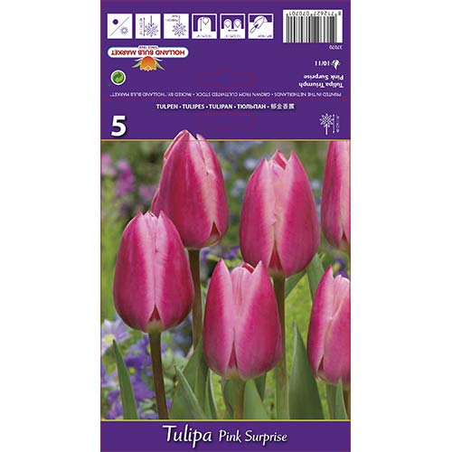 5 kus, Tulipán Pink Surprise - : Monžstvo balíkov: 5 kus