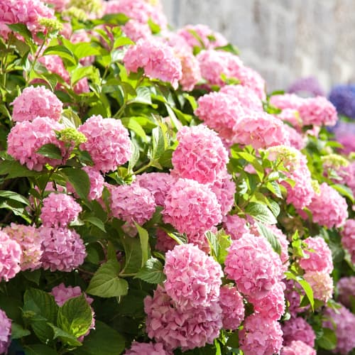 1 db, Hortenzia kerti Bouquet Rose - Palánták: Mod de ambalare: 1 db