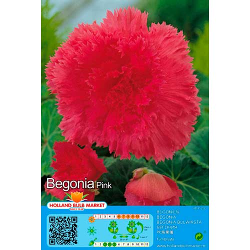 2 db, Begónia Double Pink - Évelő: Mod de ambalare: 2 db
