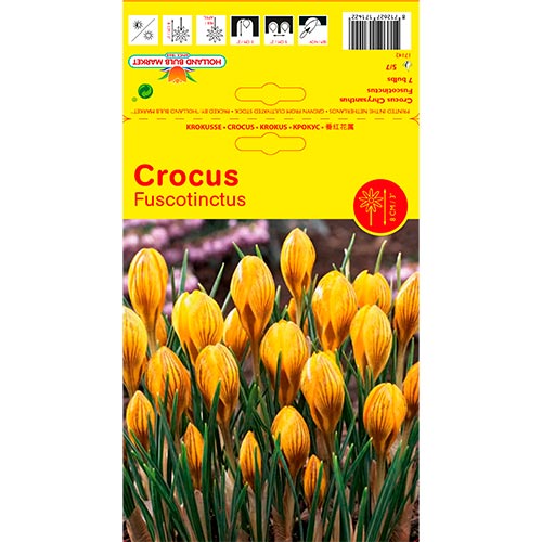 7 Stück, Krokus Fuscontinctus - Blumenzwiebeln: Ilość w opakowaniu: 7 Stück