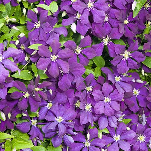 1 Pflanze(n), Clematis Romantica - Setzlinge: Ilość w opakowaniu: 1 Pflanze(n)