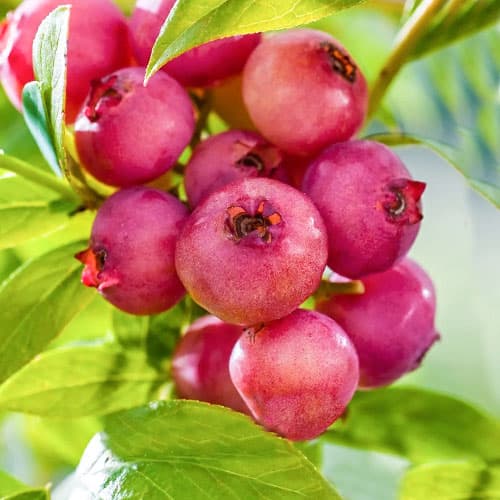 1 Pflanze(n), Heidelbeere Pink Blueberry - Setzlinge: Ilość w opakowaniu: 1 Pflanze(n)