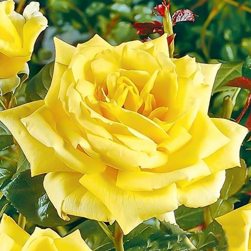1 Pflanze(n), Großblütige Rose gelb - Setzlinge: Ilość w opakowaniu: 1 Pflanze(n)