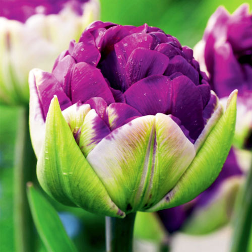 5 Stück, Tulpe Double Negrita - Blumenzwiebeln: Ilość w opakowaniu: 5 Stück