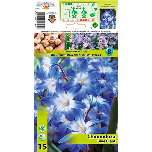 Chionodoxa Forbesii Blue Giant - Bulbos: Ilość w opakowaniu: 15 bulbe