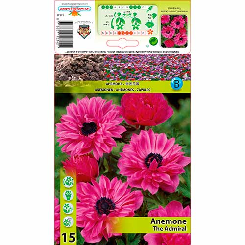 Anemone The Admiral - Bulbos: Ilość w opakowaniu: 15 bulbe