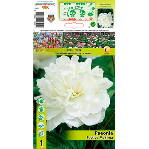 Peony Festiva Maxima - Plantas perenes: Ilość w opakowaniu: 1 bulbe