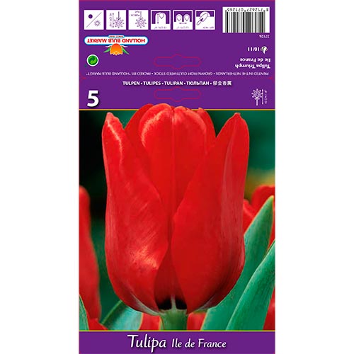 Tulipe Ile de France - Bulbos: Ilość w opakowaniu: 5 bulbos