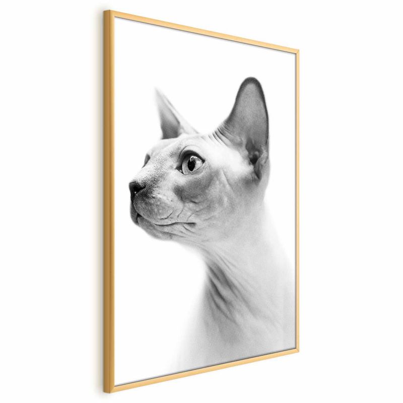 Plakat Artgeist bezwłosy kot 21x30 cm z ramą złotą 1 szt