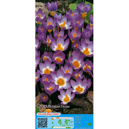 Krokus Tricolor - Cebule: Ilość w opakowaniu: 15 szt. - GradinaMax