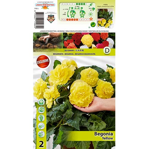 2 szt., Begonia Ruffled Yellow - Byliny: Ilość w opakowaniu: 2 szt.