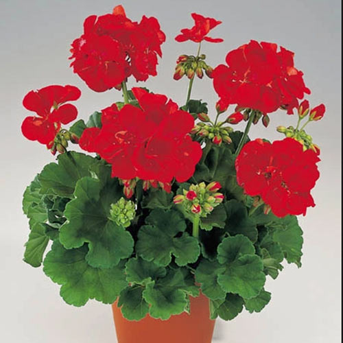 1 szt, Pelargonia czerwona F1 - Nasiona: Ilość w opakowaniu: 10 szt