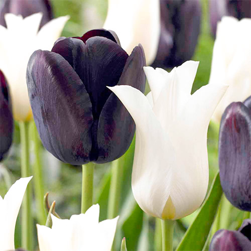 25 szt., Super oferta! Tulipan liliokształtny, zestaw 25 cebul - Cebule: Ilość w opakowaniu: 25 szt.