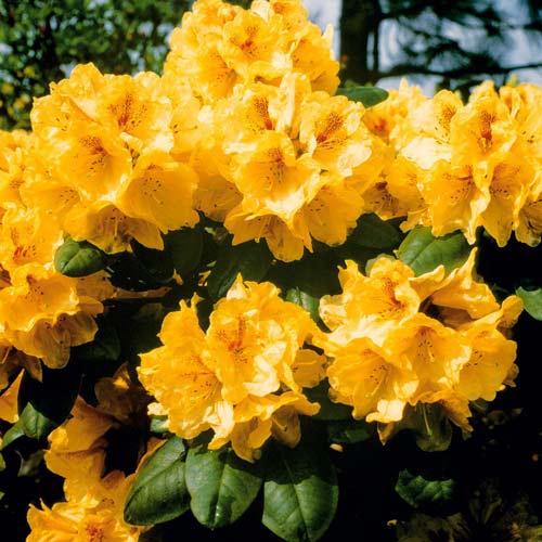 1 szt., Rhododendron (Różanecznik) Gold - Sadzonki: Ilość w opakowaniu: 1 szt.