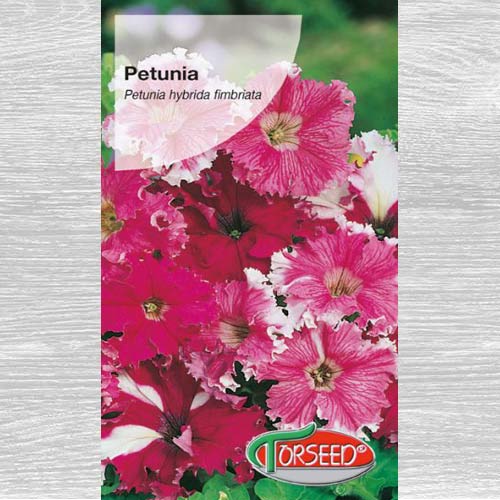 1 szt, Petunia strzępiasta Zorza Wieczorna - Nasiona: Ilość w opakowaniu: 0.1 g