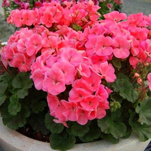 1 szt, Pelargonia różowa F1 - Nasiona: Ilość w opakowaniu: 10 szt