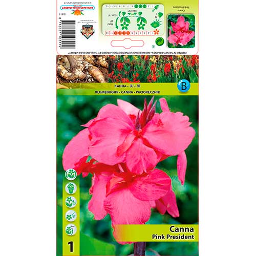 1 szt, Paciorecznik (Canna) Pink President - Byliny: Ilość w opakowaniu: 1 szt.