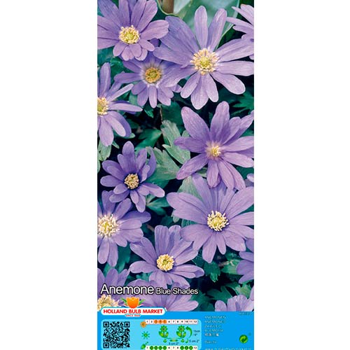Zawilec (Anemone) Blanda Blue Shades - Cebule: Ilość w opakowaniu: 15 szt. - GradinaMax