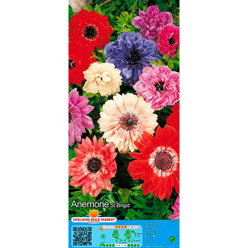 Zawilec (Anemone) Double St. Brigid, mix kolorów - Cebule: Ilość w opakowaniu: 15 szt. - GradinaMax