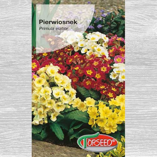 1 szt, Pierwiosnek wzniosły (Primula), mieszanka - Nasiona: Ilość w opakowaniu: 0.3 g