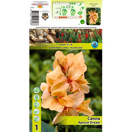 1 buc, Canna Apricot Dream - Bulbi: Mod de ambalare: 1 buc