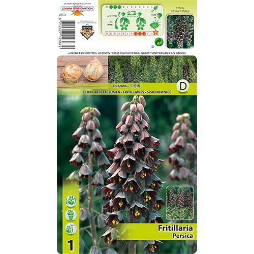 1 buc, Lalea imperială (Fritillaria) Persica - Bulbi: Mod de ambalare: 1 buc
